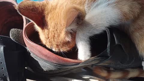 My cat sleeps in my dad's shoes