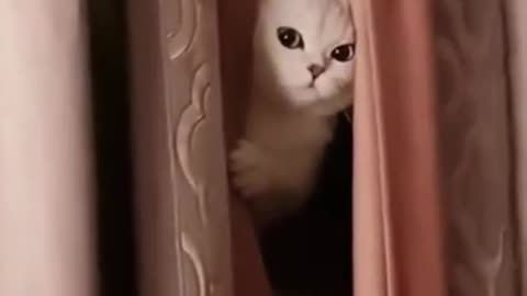 Funniest Cat Videos That Will Make You Laugh - Funny Cats and Dogs Videos