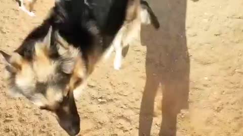 Dogs want to go out for a walk