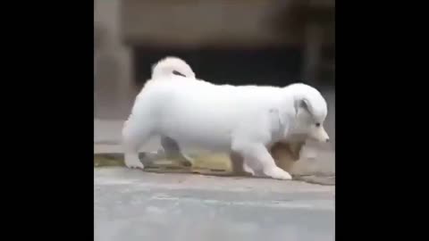 dog, cat and birds in the same place