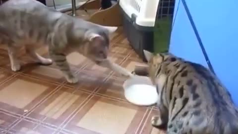 The funniest video!! Cats quarrel over who will be the first to drink milk