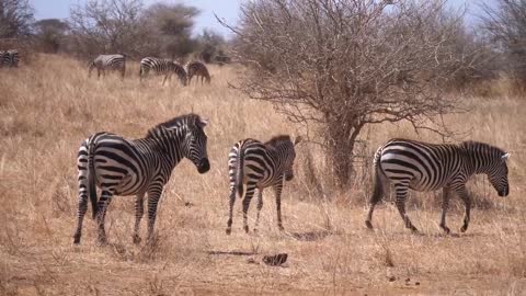 Serengeti_ Pride of lions hunting and killing zebras (4 K_UHD).mp4