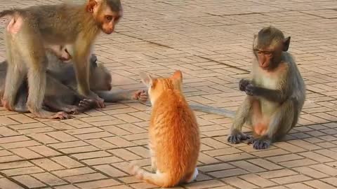 Monkey vs dog fight video