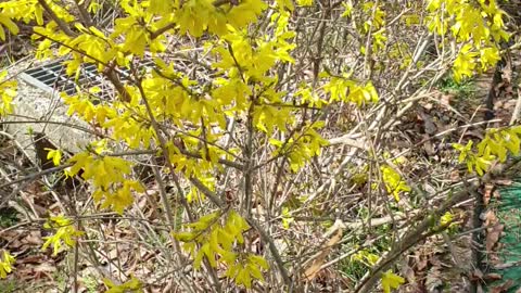 Forsythia in the breeze.