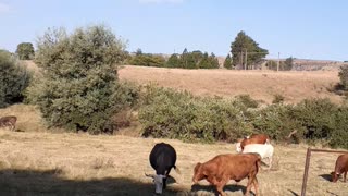 Cows of South Africa
