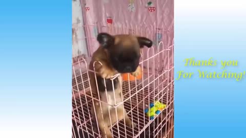 Cute Pets And Funny Animals Video that Will Make You Laugh Out |