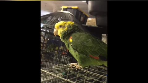 Insanely Funny Super Cute Birds and Parrots | Super Funny Animal Videos Talking and Singing