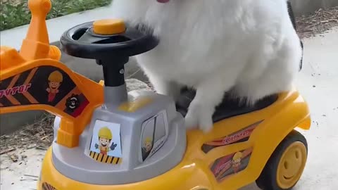 Funny cat and chicken video