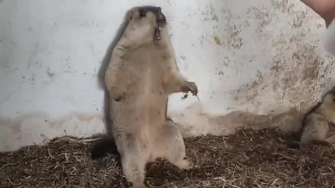 Cute Marmot