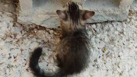 Two kittens playing near a hollow - block