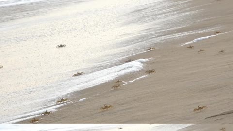 Puri Sea Beach Crabs//odisha
