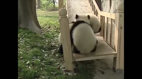 Cute Animals - Cute Baby Panda Videos Compilation 2021| aww animals | cutevideo| shorts|