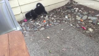 Australian sheperd puppy learns play fetch