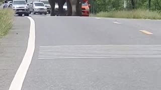 Elephants Chase Each Other Down Traffic