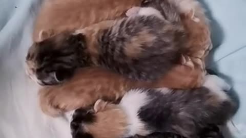 Cute kittens Baby Cats