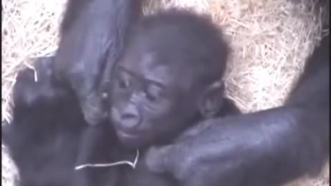 Would a gorilla take care of a human baby?