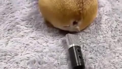 Dog scares himself farting Into Microphone