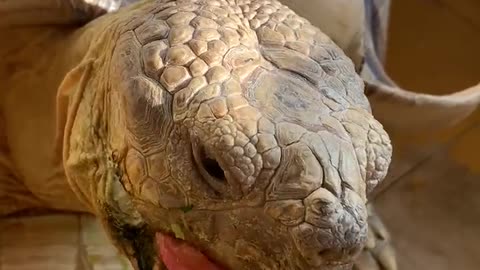 Cute animal turtle tortoise having tomatoes