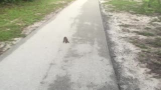 Running and met a baby raccoon