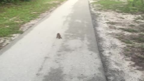 Running and met a baby raccoon