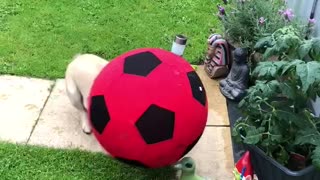 Frenchie plays football