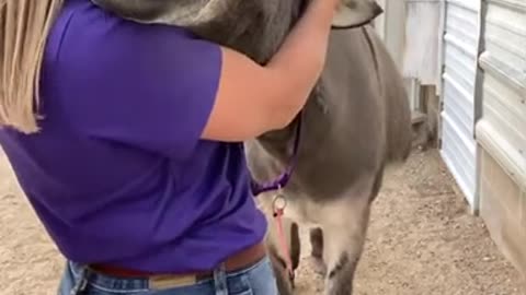 Funy affection between women and a donkey (Cute Video)