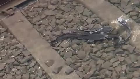 #India facts..#fishes on railway track #Railways