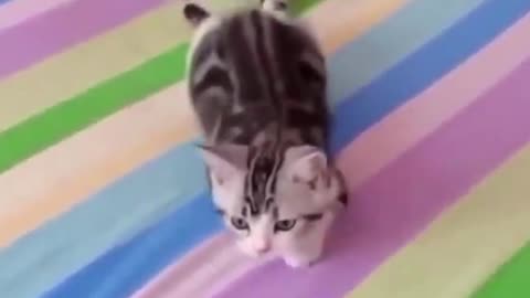 Funniest cats 🐈Don't try to hold back laughter😂funny cats life