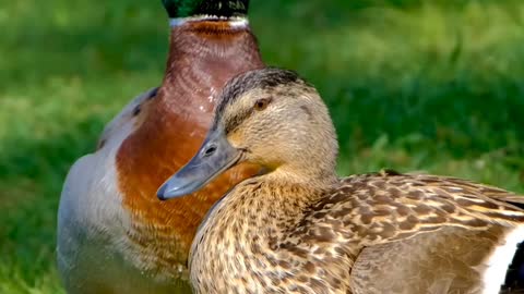 Cute couple of duck 🦆 Bird's ||it's cute and beautiful