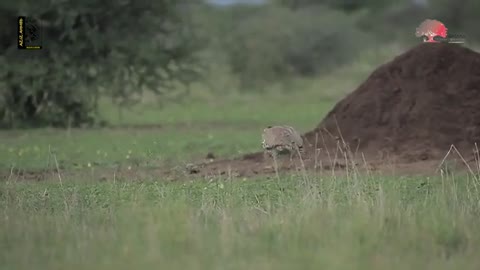 Ethiopian wild life