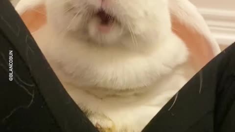 FUNNY ANIMAL: How Dare She??? Sound On LOOOL