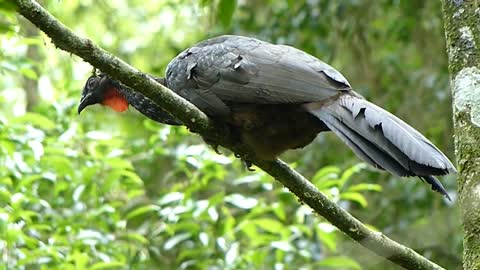 Brazilian fauna Jacu do mato present in the Amazon Forest Amazon biome