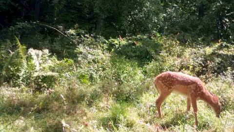 Adorable fawn exploring PA wilderness