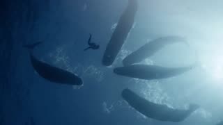 SWIMMING WITH WHALES