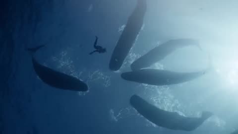 SWIMMING WITH WHALES