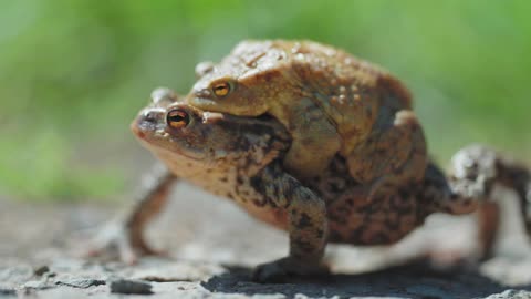 🐸 Froggy Friends: Piggyback Ride Extravaganza! 😂🐷