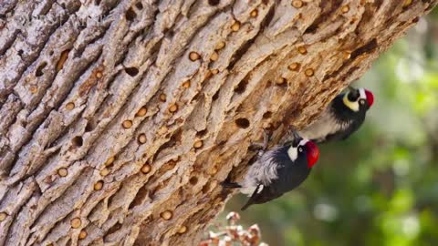 Acorn Woodpecker Family Guards Their Stash