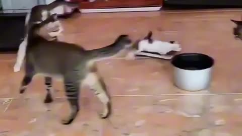 Funny animals 😆 - Funniest Cats and Dogs Video🐕🐈 5 #shorts