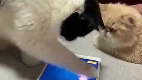 Cats playing video game #shorts #cats #fight