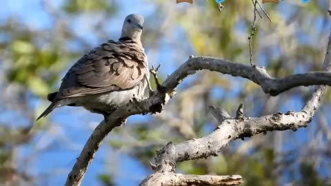 Bird video | Cartoon animals 😇 | #animals | #shorts