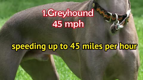 Greyhound vs Cheetah- Which is faster #shorts #shortsvideo #viral #fastest animal #cheetah #dog