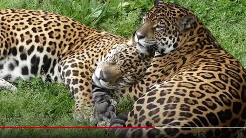 Pair of Jaguars in the Brazilian Pantanal...