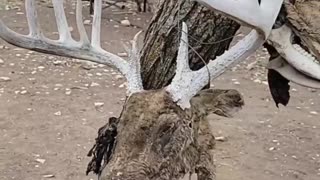 Blackbuck in Texas