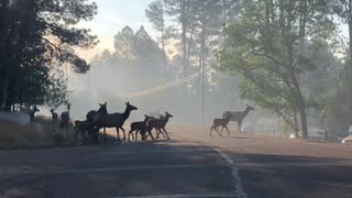 Arizona Elk Herd Flees from Fire