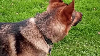 German shepherd howling