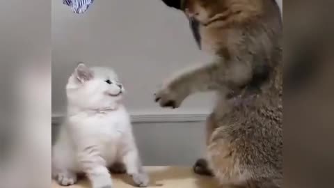 Funny cats quarrel
