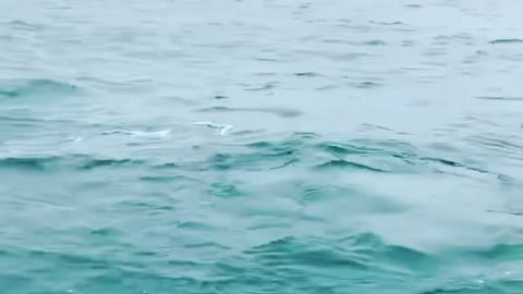 Video of a South Korean dolphin swimming in the sea