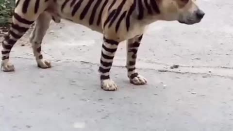 Tiger 🐕