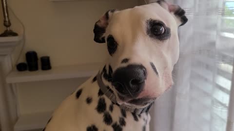 Luna at the window