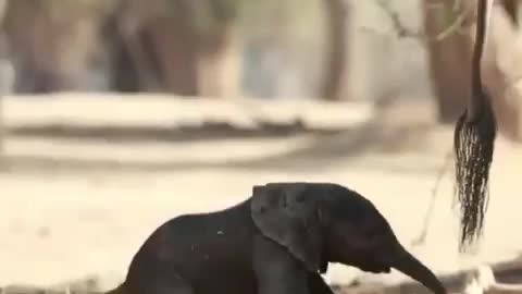 Baby elephant trying his first steps but he's still too young and he can't balance